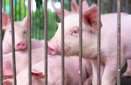 动物权利农场的可爱小猪 悲伤和健康的小猪 家畜饲料动物发烧鼻子谷仓牧场农业农民配种食物流感背景