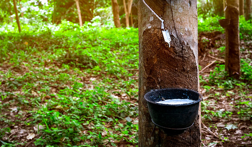 乳胶树种植橡胶树植树造林 在林林园中避孕套种植园杯子木头森林气球萃取生长生产树液背景