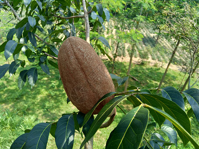 特写 花与自然背景 桃花心木是一种直纹 红棕色的木材 属于 Swietenia 属的三种热带硬木森林大叶木头叶子药品高血压食物水背景图片