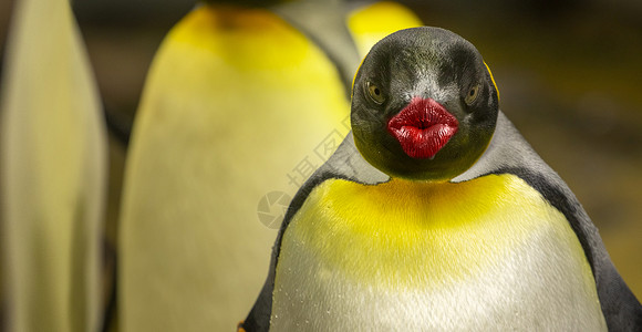 企鹅用红色的亲吻嘴唇看着相机高清图片