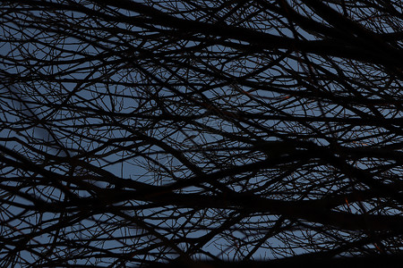 树枝纹理 黑暗森林背景水晶冻结叶子天气背景图片