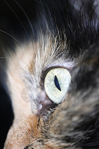 切小猫脸 看猫眼肖像 宏观缝合猫咪动物毛皮眼睛黑色宠物背景图片