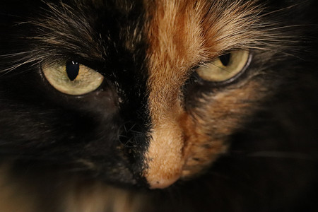 剪切小猫脸 看猫眼肖像 宏观特写 Top View猫咪动物宠物毛皮眼睛黑色背景图片