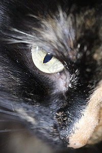 剪切小猫脸 看猫眼肖像 宏观特写 Top View眼睛毛皮黑色猫咪宠物动物背景图片