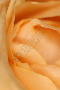 开花橙色玫瑰花宏观特写镜头纹理 绽放植物群美丽背景橙子植物学花瓣玫瑰植物花园背景图片