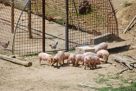 一些小猪仔在寻找食物乐趣养猪场农场小猪乡村婴儿场地粉色猪肉农业背景图片