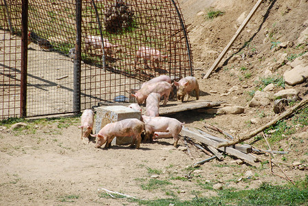 寻找最爱吃的你一些小猪仔在寻找食物婴儿农业团体荒野动物猪肉小猪哺乳动物猪圈农场背景