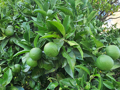 树上的绿橙果背景图片