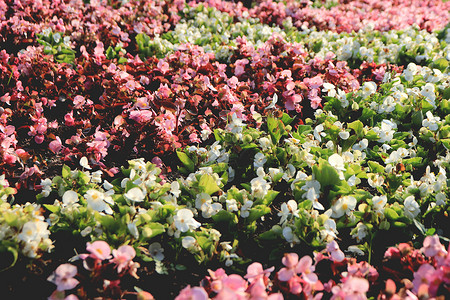 中央公园花朵花床表面 许多微小的氟化物芽背景图片
