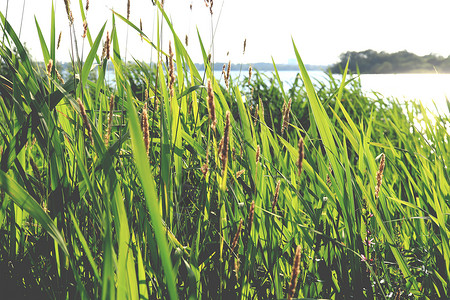 竹林里有大片的鳕鱼叶 湖岛背景 夏季质地高清图片