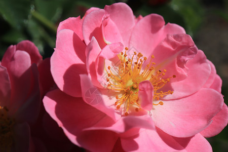 花朵粉红 花瓣和黄色的花纹 在萌芽中心琴弦背景图片