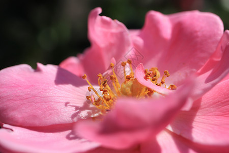 花朵粉红 花瓣和黄色的花纹 在萌芽中心美丽琴弦背景图片