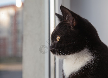 黑猫向窗外看背景图片