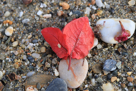 海滩上有两片红色的红叶子 上面有可塑石背景图片