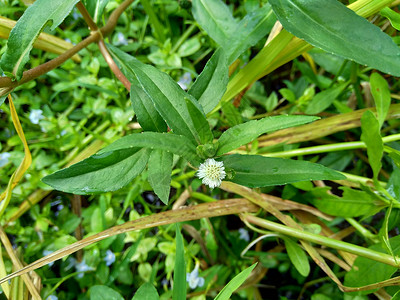 甾醇与自然背景 这种植物是向日葵科的一种植物菊科智慧染料粘液雏菊皮肤白头噻吩杂草向日葵背景