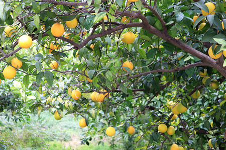 橙枣树的枝子 果实茂密树叶植物群叶子植物学花园森林异国公园情调植物背景图片