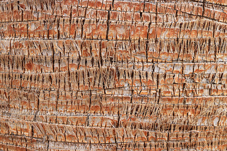 棕榈树树皮木制的棕榈树干高清图片