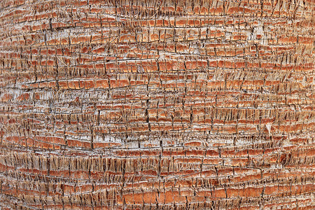 异国情调的木材背景 棕榈树皮花纹纹理 热带树干背景宏观棕色背景图片
