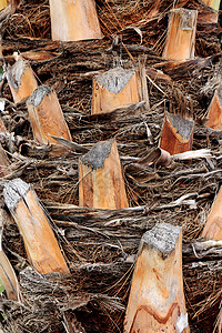 棕榈树树皮自然可爱的高清图片