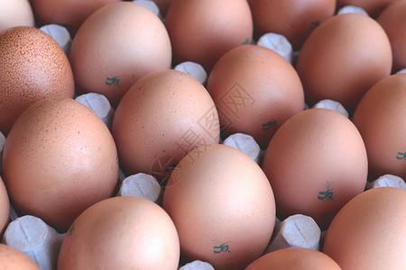 蛋底背景 鸡蛋食品的顺序背景产品食物卵子背景图片