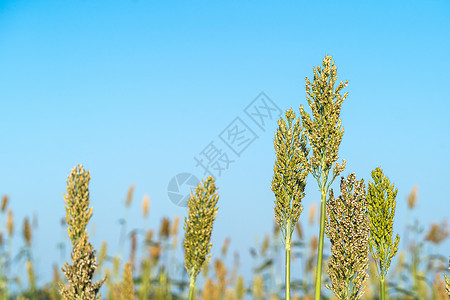 在蓝天特工中特写高梁珍珠粮食面粉植物收成蓝色种子生长种植园叶子背景图片