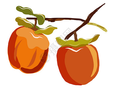 白团果Sharon果树枝 白背景矢量图上隔离了叶子衣服食物种子食品橙子沙龙柿子作品热带水果插画