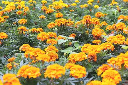 橙色万寿菊花花圃背景 很多黄色花纹理高清图片