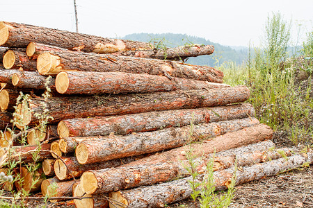 准备运输的松原木天空木头森林建造库存团体环境砍伐松树材料背景