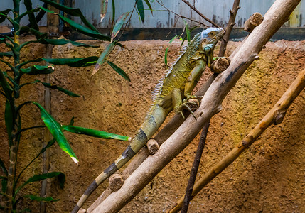 爬虫养殖绿色美洲蜥蜴 来自美洲的流行热带爬虫种背景