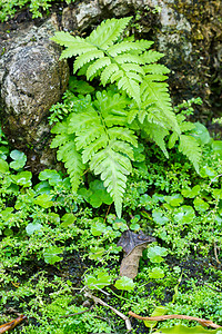 新鲜的绿色蕨叶荒野季节生活热带森林生长植物群植物公园环境背景图片