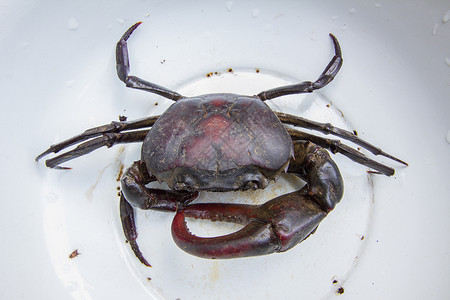白碗中的黑紫蟹食物海鲜动物美食白色生物海洋夹钳骨骼餐厅背景图片