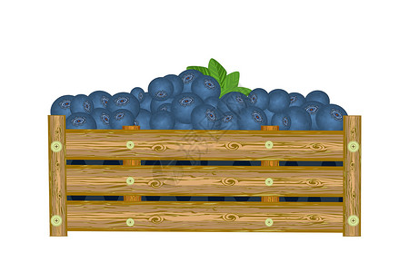 装满蓝莓盒子在白色背景上孤立的盒子里的蓝莓插画