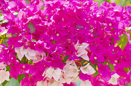 粉红色和白色的白果树花团全框架拍摄 在白天生长的夏天里背景