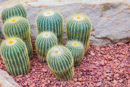 右侧状神经节Cactus - 右侧的 Parodia 锁状( Cactaceae) 复制空间背景