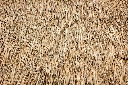 鲜白茅根茅草干叶制成的屋顶竹子建筑学植物棕榈情调木头小屋叶子墙纸植物群背景