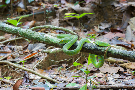 青竹蛇美丽明亮的绿色白滑动的毒蛇蛇包装背景