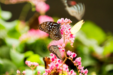 蝴蝶黑暗蓝虎收集花粉 马拉西亚吉隆坡背景图片