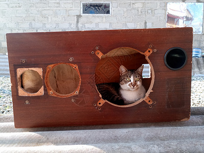 猫房这只猫爬上扬声器房 在修复过程中的音响古董系统 Amphiton 35ac018 磨牙和油漆宠物扬声器乡愁喇叭维修技术两栖动物声背景