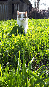 猫沿着草地跑 跟猫走在草坪上高清图片