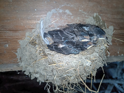 燕子窝和木筏上的小鸡 在棚屋的屋顶上雏鸟男性谷仓羽毛女性燕子团体房子居住新生儿背景图片