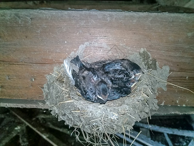 燕子窝和木筏上的小鸡 在棚屋的屋顶上观鸟驯鹿黄喉羽毛野生动物燕子大道女性荒野新生背景图片