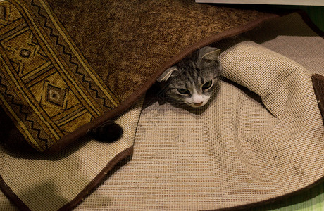 猫藏在地毯下猫科动物胡须失败娱乐隐藏沙发眼睛说谎宠物撒娇背景图片