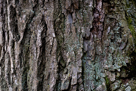 一棵老菩提树的树皮生态物品橡木树干生长皮革摄影全景硬木植物背景图片