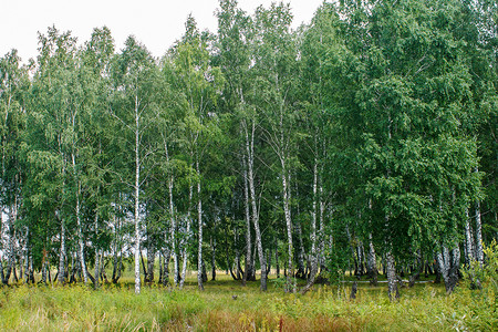 夏日小树林背景图片