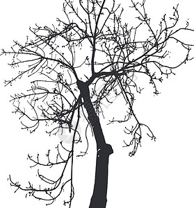 锡惠公园孤立在惠特上的树剪影橡木季节叶子植物学生长收藏木头环境黑色树干插画