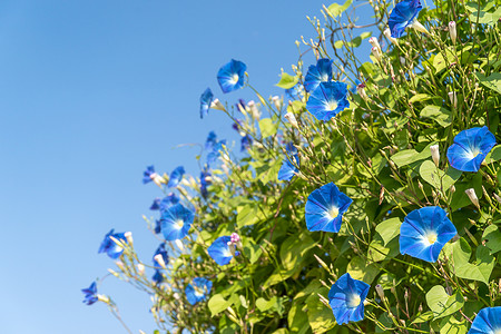 蓝色藤蔓清晨花朵 蓝色天空番薯园艺植物植物群树叶公园植物学荣耀花园叶子背景