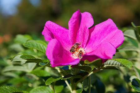 蜜蜂在野生玫瑰花朵中收集花粉 自然的夏季背景与昆虫在一起玫瑰紫色花瓣花园衬套植物宏观背景图片