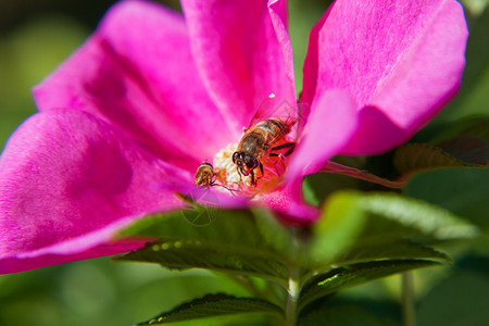 蜜蜂在野生玫瑰花朵中收集花粉 自然的夏季背景与昆虫在一起植物紫色衬套宏观玫瑰花园花瓣背景图片