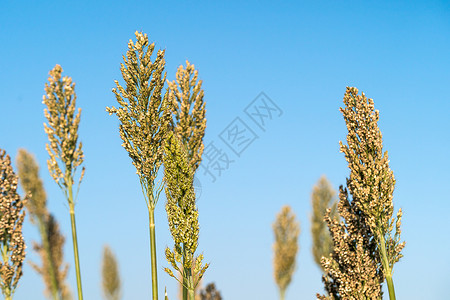 高梁或米粉剂蓝色天空高粱面粉生长小麦食物蓝天谷物植物粮食珍珠背景图片