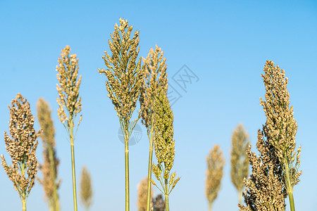 高梁或米粉剂蓝色天空农场种子种植园粮食场地收成食物珍珠小麦植物背景图片